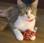 Bretzel à l'herbe à chat – Image 3