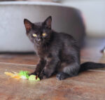 Duo jouets souris + balle – Image 2